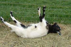 25 Úžasné fakty v správaní zvierat: od nepravidiel do zákonov 25 Úžasné fakty v správaní zvierat: od nepravidiel do zákonov